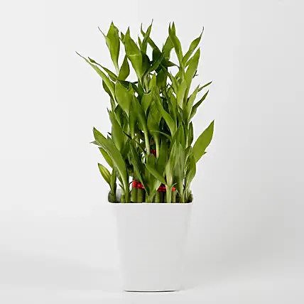 3 Layer Bamboo Plant in Imported Plastic Pot