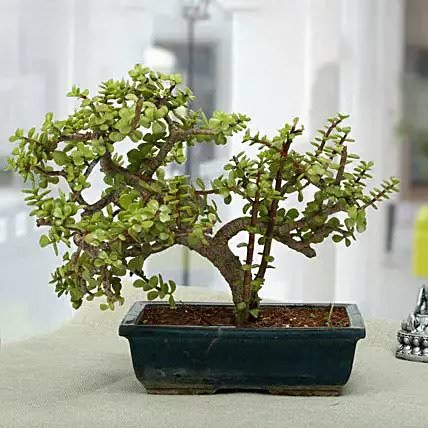 Fabulous Jade Bonsai Plant