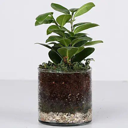 Ficus Compacta Plant 3" Glass Terrarium