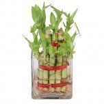 Good Luck Three Layer Lucky Bamboo Plant