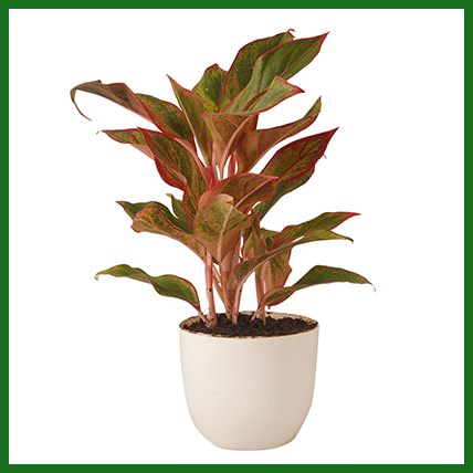 Red Aglaonema Plant